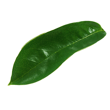 dried-mango-leaf