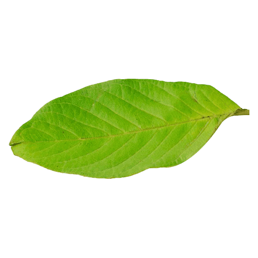 dried-mango-leaf